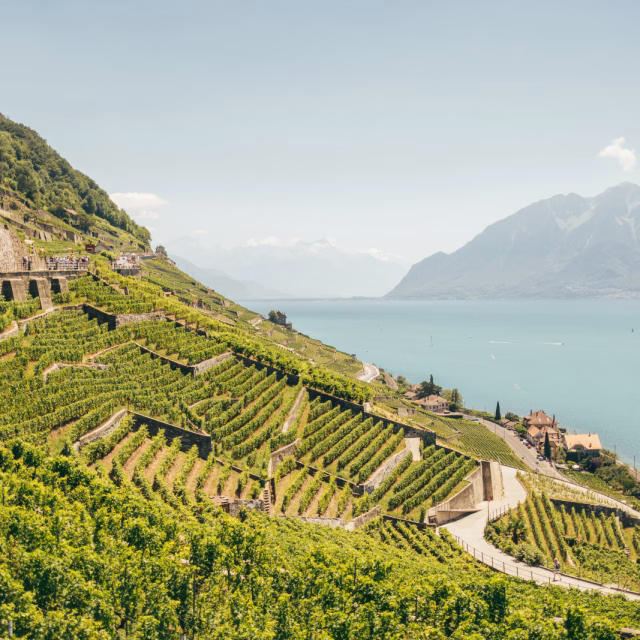 lavaux-vue-epesses.jpg