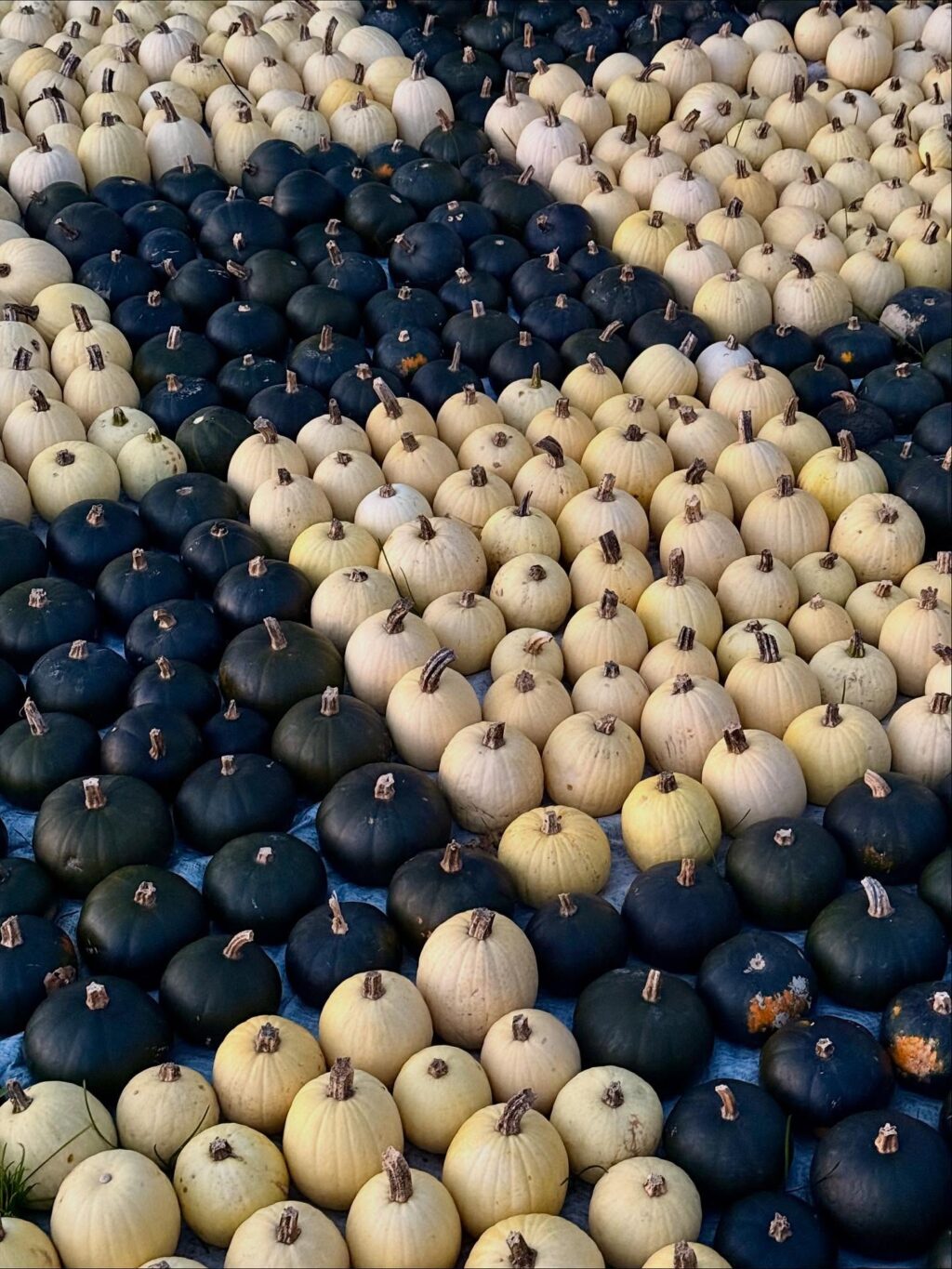 Golden Autumn in Switzerland 🍁🎃🧡